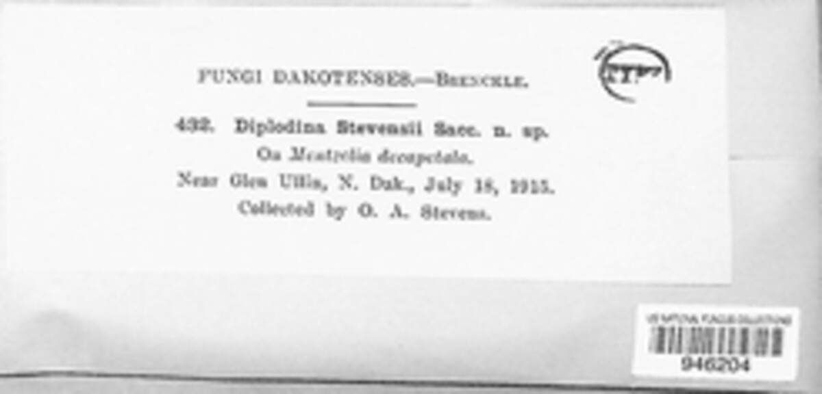 Diplodina stevensii image